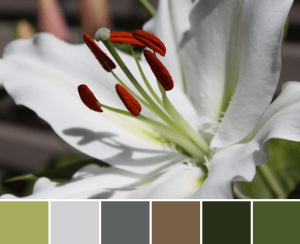 White Stargazer Palette 1